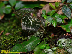Anoectochilus formosanus