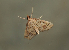 Metasia ophialis