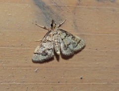 Metasia ophialis