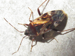 Neolethaeus dallasi