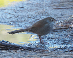 Dasyornis brachypterus