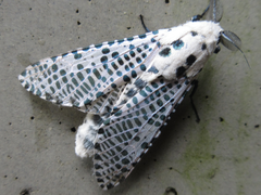 Zeuzera multistrigata