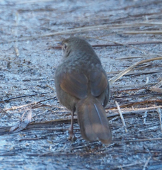 Dasyornis brachypterus