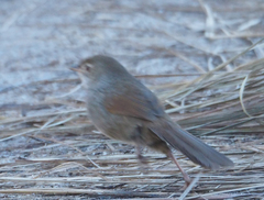 Dasyornis brachypterus