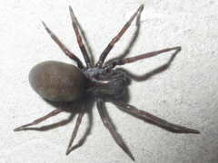 Araneae