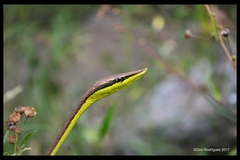 Oxybelis microphthalmus