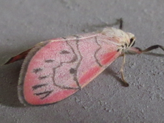 Asuridia carnipicta