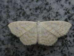Geometridae