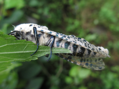 Zeuzera multistrigata