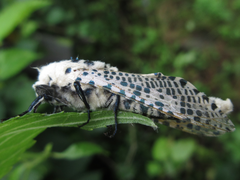 Zeuzera multistrigata