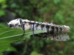 Zeuzera multistrigata