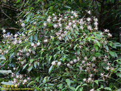 Clematis tashiroi