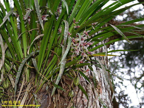 Cymbidium dayanum iNat (1)