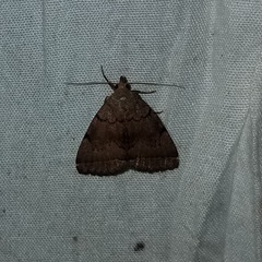 Zanclognatha dentata