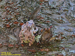 Kurixalus eiffingeri