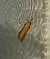 Donacaula melinellus