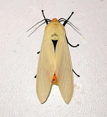 Selenarctia