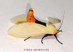 Selenarctia