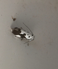 Ethmia quadrillella