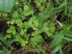 Potentilla hebiichigo