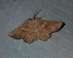 Euchlaena marginaria