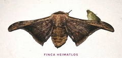 Gonogramma malca