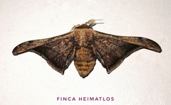 Gonogramma malca