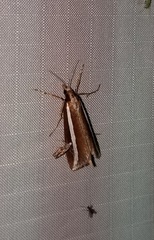 Carectocultus perstrialis