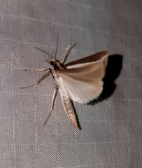 Carectocultus perstrialis