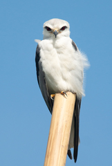 Elanus caeruleus