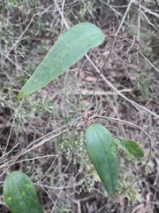 Smilax glyciphylla