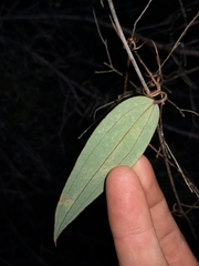 Smilax glyciphylla
