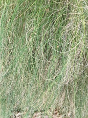 Festuca elegans