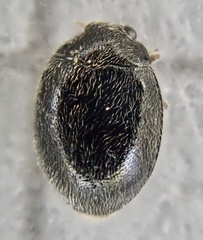 Mite-eating Ladybirds (Genus Stethorus) · iNaturalist
