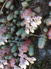 Sedum brevifolium