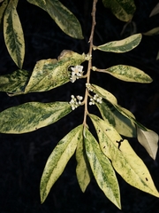 Nematolepis squamea squamea