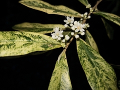 Nematolepis squamea squamea