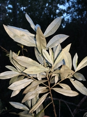 Nematolepis squamea squamea