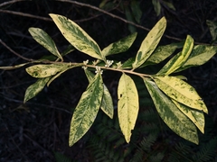 Nematolepis squamea squamea