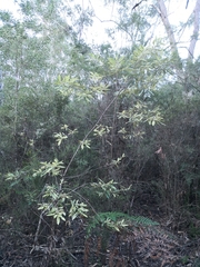 Nematolepis squamea squamea