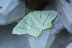 Ourapteryx sambucaria