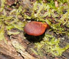 Polyporus hypomelanus