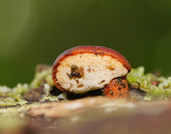 Polyporus hypomelanus