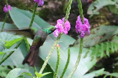 Chalybura urochrysia