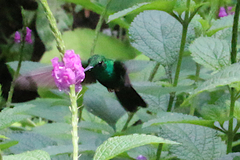 Chalybura urochrysia