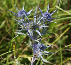 Eryngium amethystinum