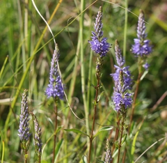 Veronica barrelieri nitens