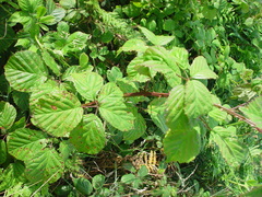 Rubus nemoralis
