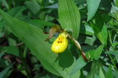 Cypripedium parviflorum pubescens