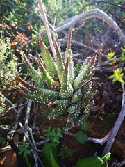 Tulista pumila